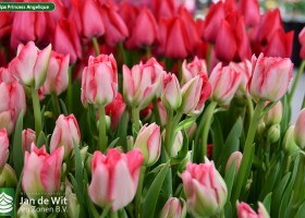 Tulipa Princess Angelique (2)